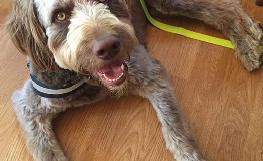 Dougal the Bordoodle in Middle Ruddings, Nr. Keswick – pic Evelyn Maclaren.
