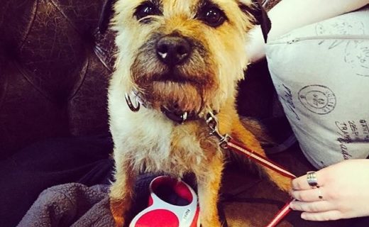 Ella the border taking it easy in the Huntsman, Bath – pic @thehuntsmanbath