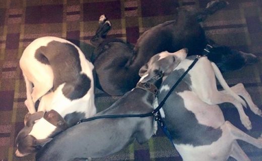 Four Whippets settling down for the night in The Kings Arms Hotel, Keswick – pic John Truten.