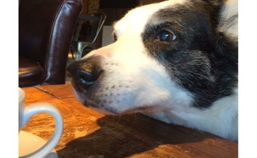 Golden Oldie Jess at Mambos’s in Aviemore – pic Barbara Donaldson.