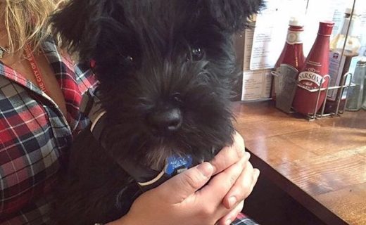 Hamish dug enjoying lunch at No1 High Street, Edinburgh – pic @Helzibob79