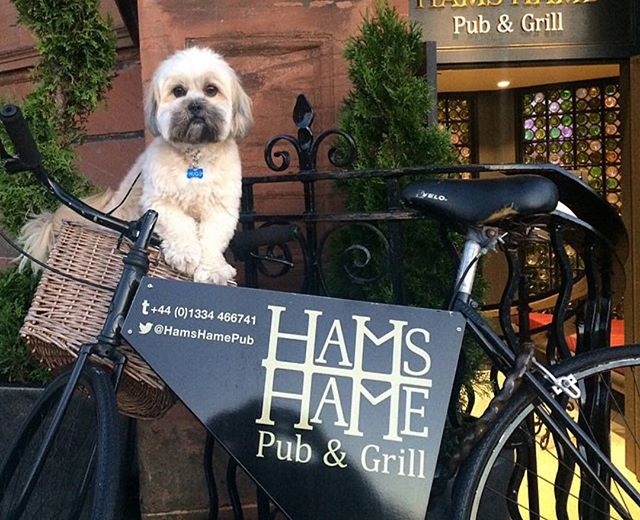 Dog Friendly Pubs And Cafes In St Andrews Dog Friendly Pubs And Cafes In St Andrews