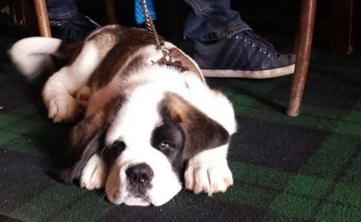 Here’s 12 week old Winston’s first pub adventure at The Tyne Bar, Newcastle- pic @thetynebar
