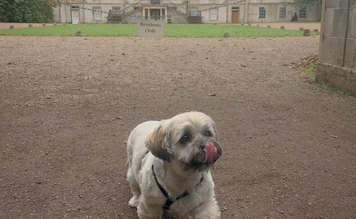Here’s Bailie dug out for a Sunday stroll in Newhailes, Musselburgh
