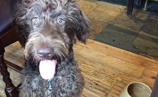 Here’s Barney enjoying the Laird and Dog in Lasswade – pic Alexandra Brownsell