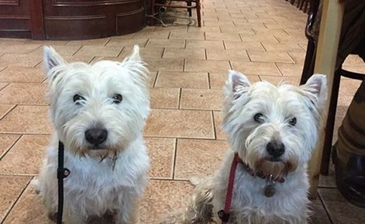 Here’s Coll and Skye in The New Inn, St Andrews – pic Elaine Reid.