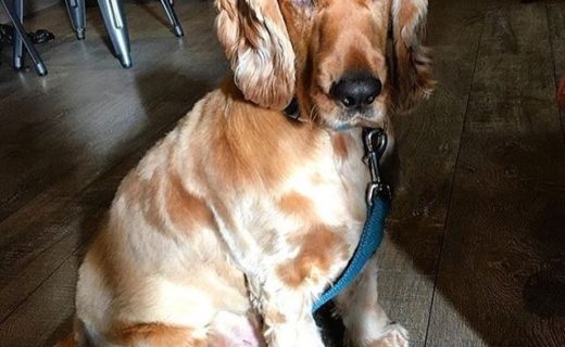 Here’s Cosmo dug kicking off the Weekend in the Wine Press Bar, Dundee – pic @thewinepressbar
