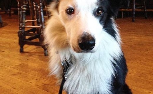 Here’s Eddie in the Ship Inn, North Berwick – pic @eddie_thebordercollie
