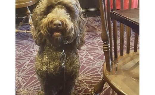 Here’s Elvis in the Ship Inn, North Berwick – pic Denise Wood.