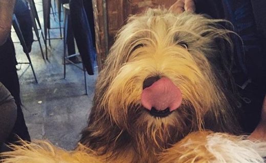 Here’s Finn at @brewdogbirm