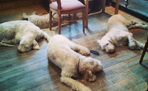 Here’s Four Spinone Italiano visiting The Ericht Ale House, Blairgowrie – pic @theerichtalehouse