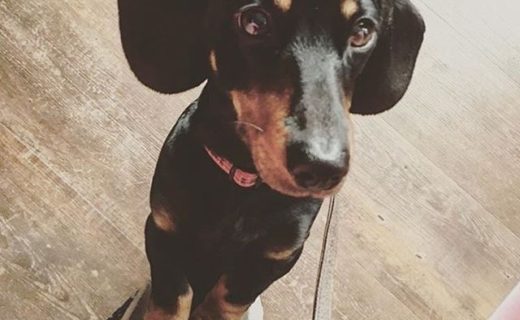 Here’s @frankie_the_sausage in Grounds Coffee Shop in #Stockbridge