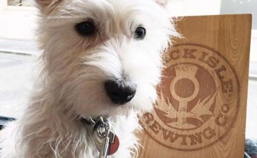 Here’s Gordon Kanye Westie having lunch in the dog friendly Black Isle Brewery Pub in Inverness City Centre – pic from @AlfieWoofWoof