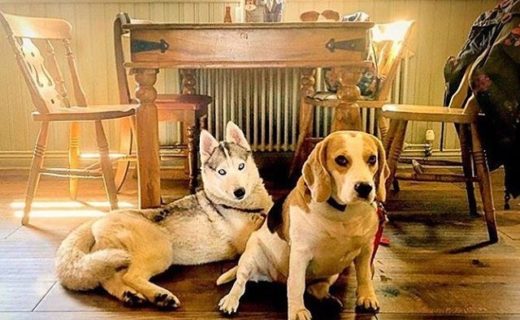 Here’s Holly and Petunia at the Bamburgh Castle Hotel – pic @mandycharlton