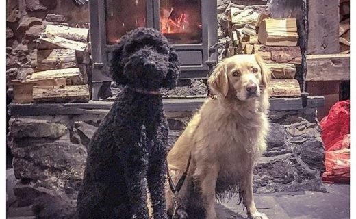 Here’s Howie and Daisy enjoying the warm fire in the Clachaig Inn, Glencoe – pic @howiethelabradoodle