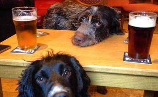Here’s Hugo and Charlie at @theerichtalehouse #Blairgowrie