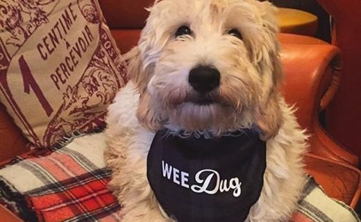 Here’s Murphy chilling out in Au Bar, Edinburgh – pic @cockapoomurphy