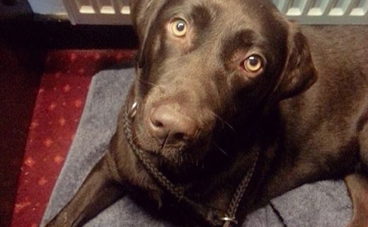 Here’s Pippa snuggling in at The Inn at Muckhart after a nice long walk – pic Gillian Baillie