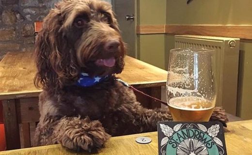 Here’s Ruby dug enjoying St Andrews Brewing Co – pic Alice Byers