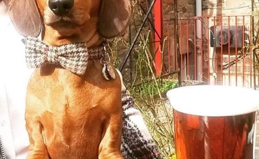 Here’s Rudolf dug. Pint at the George and Abbotsford Hotel during the Melrose 7’s – pic @dougalcochrane