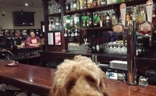 Here’s Scout in Sloans, Glasgow – pic Pamela Jeffrey