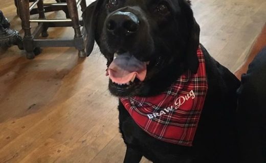 Here’s Shadow in the Ship Inn, North Berwick – pic Suzy Bellingham.