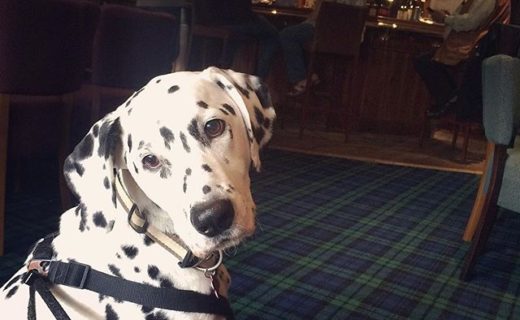 Here’s Sky the Dalmatian at the Broadstraik, Westhill, Aberdeenshire – pic Sarah Hurst
