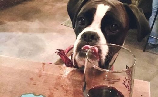 Here’s Stathy in @brewdogedin – pic Amanda Armao