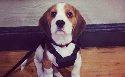 Here’s wee Archer in the Black Fox in Leith – pic @voiceless87