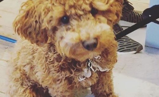 Here’s wee cuddly Ted in @salamiandco #Otley
