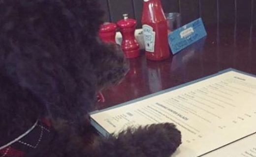 Here’s Wee Fergus browsing the menu at The Ship Inn, North Berwick – pic Andy Ward