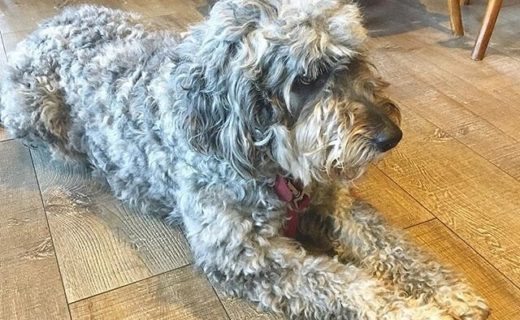 Here’s Zho relaxing in the Wine Press Bar, Dundee – pic @thewinepressbar