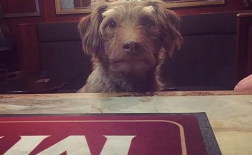 Here’s Zippy dug at the Crown inn, Monifieth – pic Julie Robb