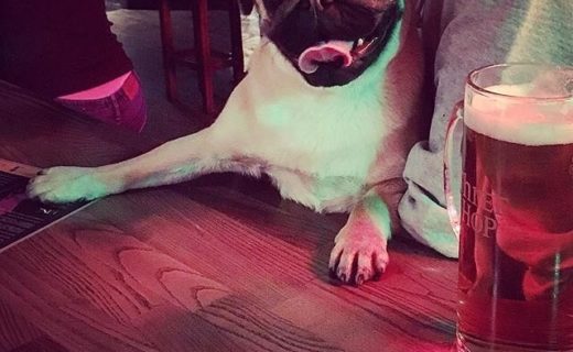 How to make sure you get served first at @thedoghouseedinburgh – pic @abels.pugadventures