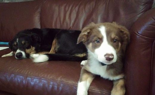 It’s a hard life being pub dugs at The Plough Inn Lilliesleaf – pic @theploughinnlilliesleaf