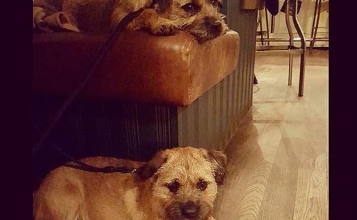 Jenson and Millie in Brandons of Canonmills – pic @dukedurie86⠀
