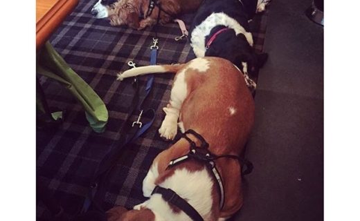 Lola, Lottie, Bella and Rufus on their hols. (Having a wee sleep in The Barrel bar at the Old Glenedan Hotel in Ballater) – pic Jilly Beattie