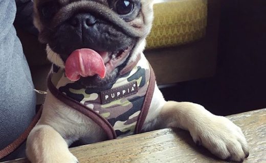 Mac loving the atmosphere in The Bungo in the Southside of Glasgow – pic Virginia Bradford.