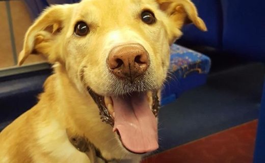 “Mac thinks it’s great that @LothianBuses allow dogs so we can safely get to and from the pub. He loves the bus!” – from Rob Ward