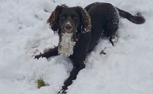 Memphis the resident Sprocker (11 months old) at the Tipsy Laird, Kingussie enjoying the snow in the beer garden today – pic from Lisa Copland