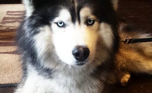 Merlin the cuddly husky at Dram Glasgow – pic @dramglasgow