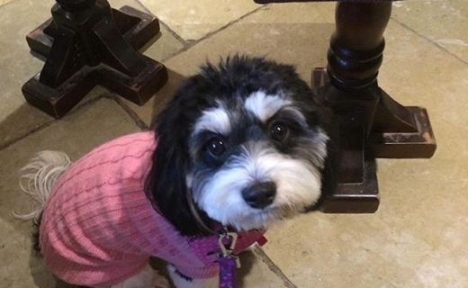 Minnie The Cavapoo checking out The Ship Inn, Elie – pic @minniethecavapoo