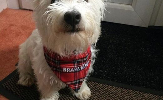 “Miss Evie” – pic from Lily Wagg