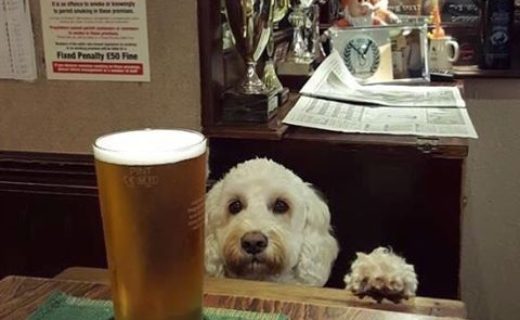 Monty dug enjoying a pint in “The Vault” Monifieth – pic Scott Kennedy