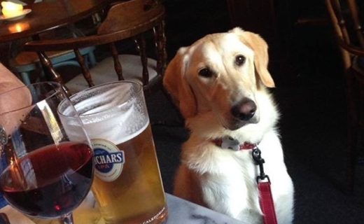 Murphy being the perfect pub dug in the Old Bridge Inn, Bridge of Allan – pic Angie Fergus