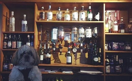 New barman started in the Trigony House Hotel, Dumfries & Galloway pic @mr_dexter_shih_tzu_scott