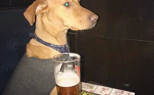 Newspaper. Check. Pint. Check. I’m all set! The boy Buddy down at The Golf Inn, Prestwick after a stroll along the beach – pic from Katie Grier
