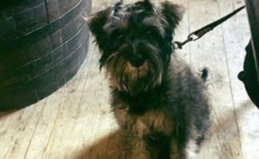 Ottos first visit to the pub ? – pic from Robyn Anderson (at the Brown Bull, Lochwinnoch)