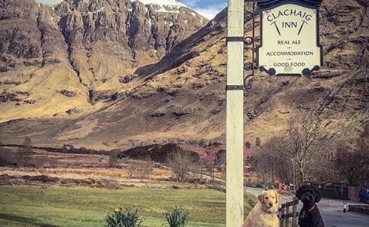 “Out for tea at the Clachaig Inn with the hoomans and Howie the Labradoodle, yesterday evening. Our favourite dog friendly pub!” – from @missdaisydawg