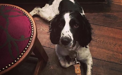 Pub life, Dog Life, Edinburgh Life (at the Ox) from @pmowlds